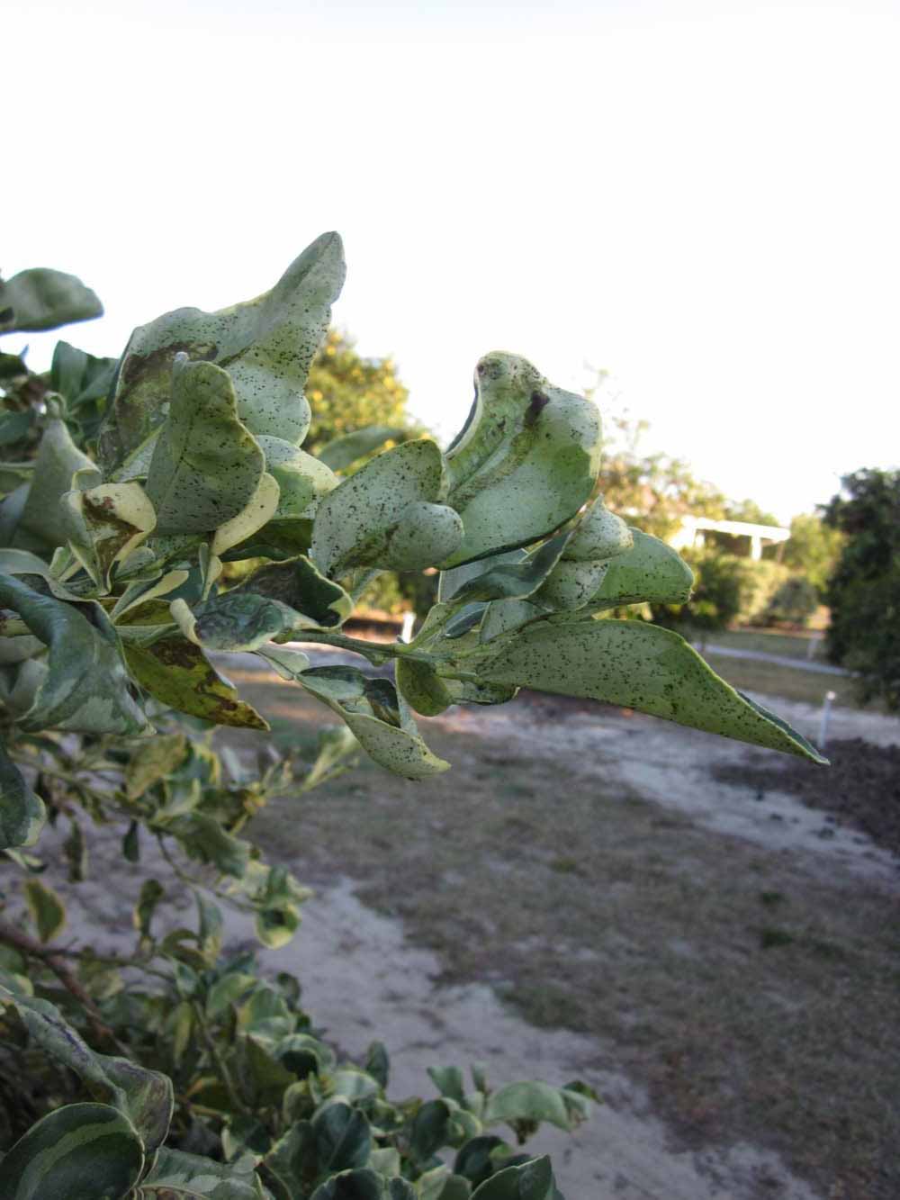            Sun leaves (Winter Haven, FL)   